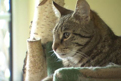 Zypern: Neues Corona-Variante für Katzen: Was Sie über die Mutation wissen müssen