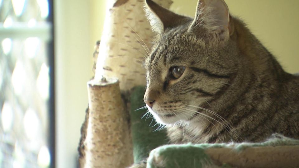 Zypern: Neues Corona-Variante für Katzen: Was Sie über die Mutation wissen müssen