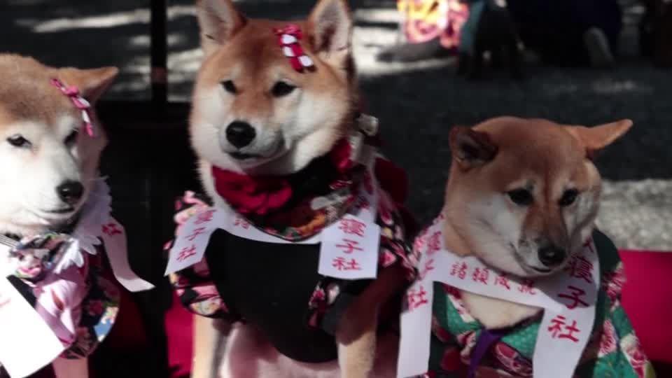 Video: Japan: Feierlichkeiten mit Haustieren statt Kindern Video: Japan: Feierlichkeiten mit Haustieren statt Kindern