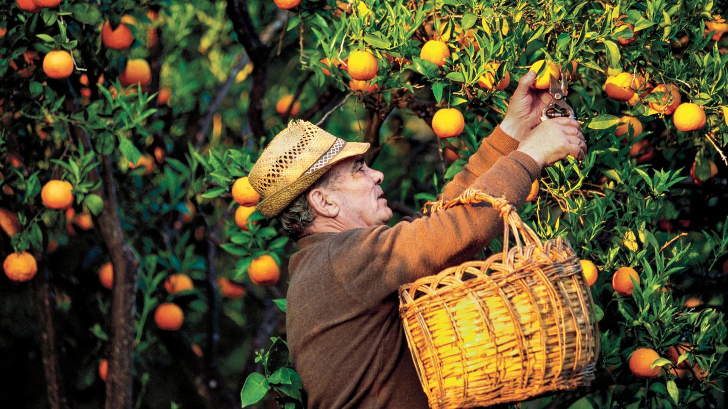 Ein älterer Mann pflückt Orangen