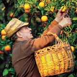 Ein älterer Mann pflückt Orangen