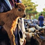 Ein Ziegenhirte mit einem jungen Zicklein