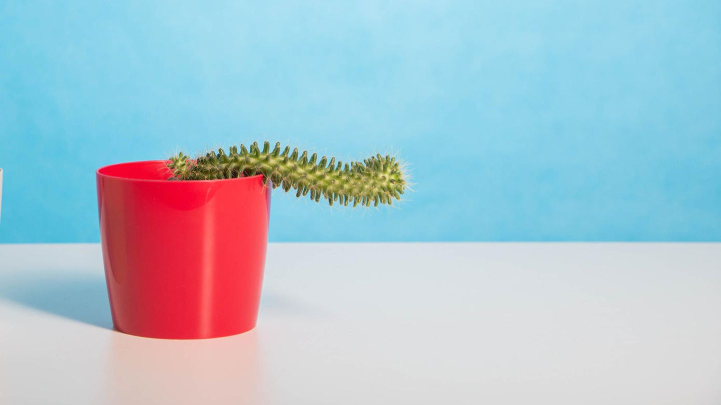 Schlapper Kaktus Schlapper Kaktus