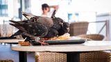 Tauben machen sich in Lissabon, der Hauptstadt von Portugal, über die Reste eines Sandwichs her. Der Gast, der es zuvor gekauft hat, bezahlte einen Mehrwertsteuersatz von 13 Prozent.