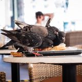 Tauben machen sich in Lissabon, der Hauptstadt von Portugal, über die Reste eines Sandwichs her. Der Gast, der es zuvor gekauft hat, bezahlte einen Mehrwertsteuersatz von 13 Prozent.