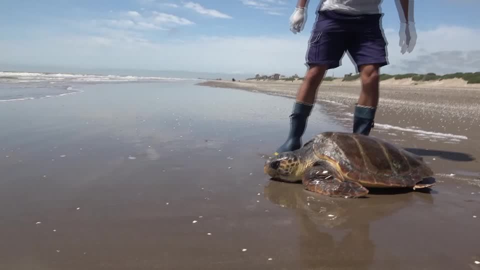 Video: 40-Kilo-Schildkröte wieder in Freiheit Video: 40-Kilo-Schildkröte wieder in Freiheit
