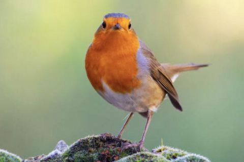 Tiktok-Trend: "Bird-Test": So funktioniert der angesagte Beziehungstest