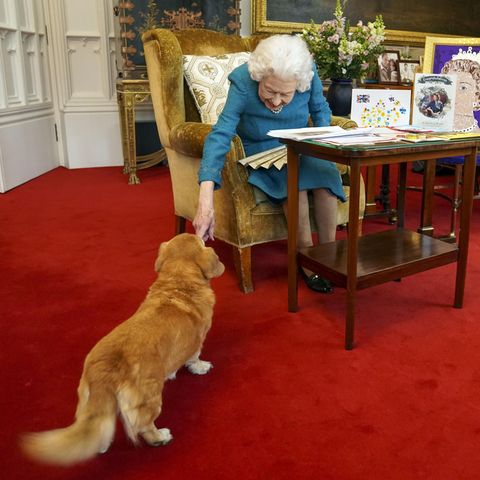 Queen Elizabeth II. streichelt von einem Sessel aus einen ihrer Corgis