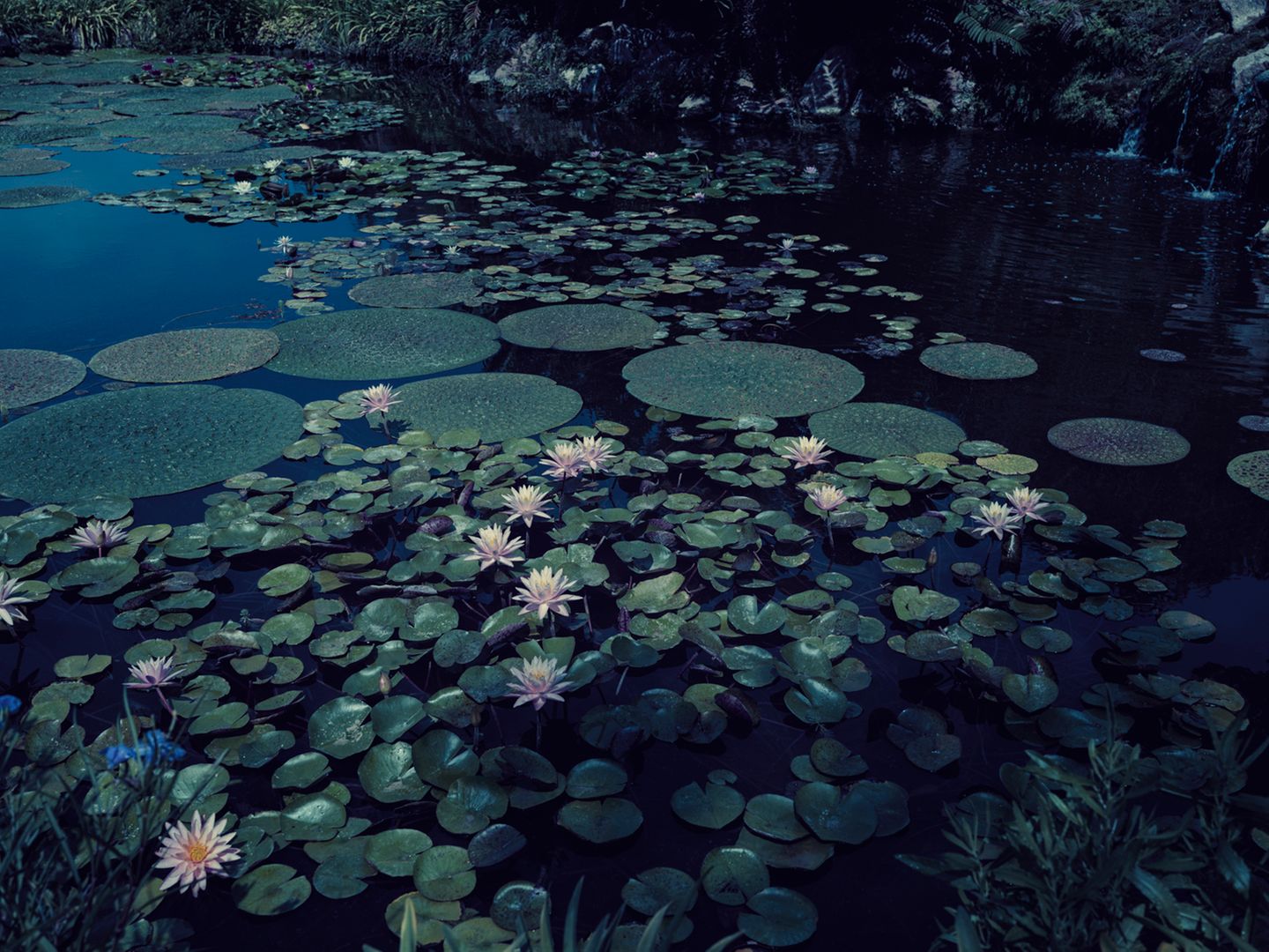 "Waterlillies" - Wasserlilien