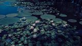 "Waterlillies" - Wasserlilien