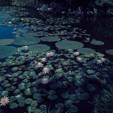 "Waterlillies" - Wasserlilien