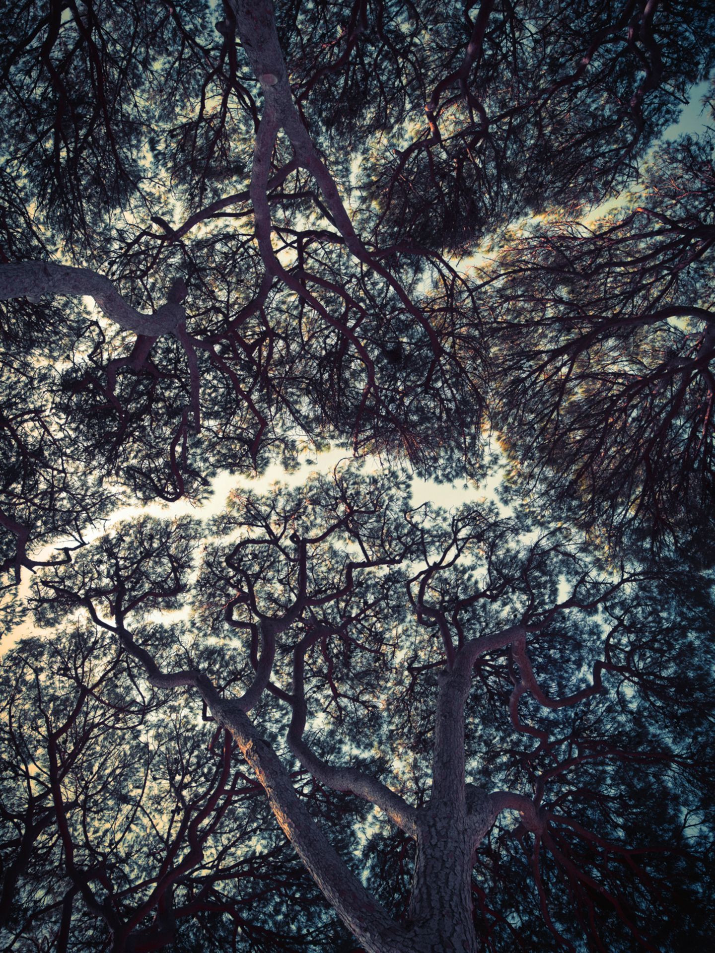"Trees Of Antibes" - den Bäumen des zwischen Nizza und Cannes gelegenen Ferienortes ist diese Fotografie gewidmet, die aus dem Jahr 2018 stammt.