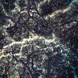 "Trees Of Antibes" - den Bäumen des zwischen Nizza und Cannes gelegenen Ferienortes ist diese Fotografie gewidmet, die aus dem Jahr 2018 stammt.