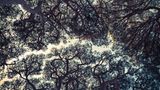 "Trees Of Antibes" - den Bäumen des zwischen Nizza und Cannes gelegenen Ferienortes ist diese Fotografie gewidmet, die aus dem Jahr 2018 stammt.