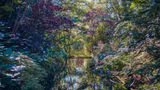 "Reflections": Auf dieser Fotografie hat Tina Trumpp die Farbenpracht eines herbstlichen Waldes festgehalten, die sich auf der Oberfläche eines Baches wiederspiegelt.