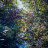 "Reflections": Auf dieser Fotografie hat Tina Trumpp die Farbenpracht eines herbstlichen Waldes festgehalten, die sich auf der Oberfläche eines Baches wiederspiegelt.