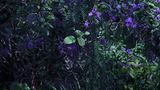 "Exotic Garden"