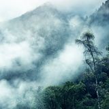 Die Fotos entstanden auf Reisen, die Tina Trumpp über die Jahre unternommen hat. "Early Morning" fängt den Morgennebel ein, der kurz nach Sonnenaufgang tief über den Baumwipfeln hängt.