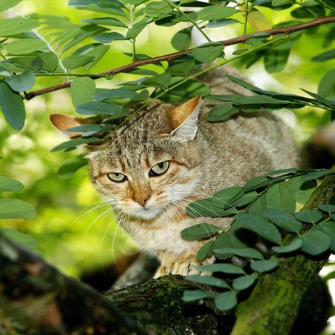 Falbkatzen wie die hier gelten als Vorfahren unserer Hauskatzen. Wer jetzt stutzt, weil sich das Aussehen der afrikanischen Wildkatzen kaum von den meisten Stubentigern unterscheidet, liegt richtig. Der Evolutionsbiologe Jonathan B. Losos schreibt in seinem neuen Buch: "Katzen sind in Wahrheit kaum domestiziert", das hätten auch neue Genomstudien ergeben. Bei Hunden dagegen gebe es große genetische Unterschiede zu den wilden Vorfahren, den Wölfen.