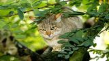 Falbkatzen wie die hier gelten als Vorfahren unserer Hauskatzen. Wer jetzt stutzt, weil sich das Aussehen der afrikanischen Wildkatzen kaum von den meisten Stubentigern unterscheidet, liegt richtig. Der Evolutionsbiologe Jonathan B. Losos schreibt in seinem neuen Buch: "Katzen sind in Wahrheit kaum domestiziert", das hätten auch neue Genomstudien ergeben. Bei Hunden dagegen gebe es große genetische Unterschiede zu den wilden Vorfahren, den Wölfen.