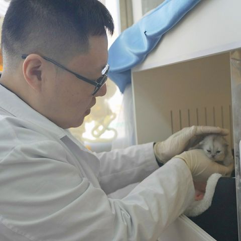 Mediziner Zhao Minghui mit seiner ersten Klonkatze Pingan – durch sie wurde bei Minghui eine Katzenhaarallergie diagnostiziert.