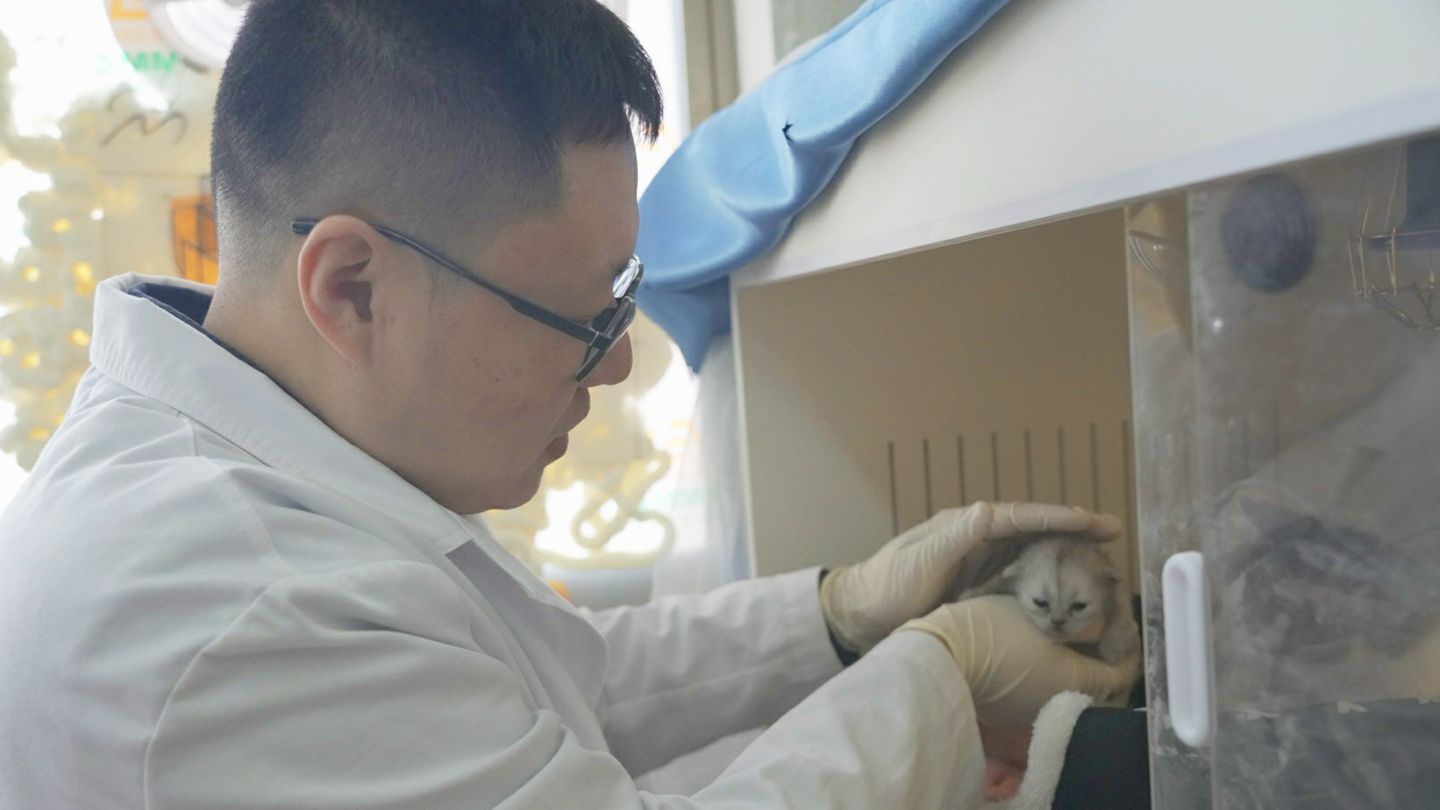 Mediziner Zhao Minghui mit seiner ersten Klonkatze Pingan – durch sie wurde bei Minghui eine Katzenhaarallergie diagnostiziert. Mediziner Zhao Minghui mit seiner ersten Klonkatze Pingan – durch sie wurde bei Minghui eine Katzenhaarallergie diagnostiziert.