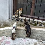 Die Stadt Kotor in Montenegro ist berühmt für ihre vielen Straßenkatzen. Untersuchungen zeigen, dass Gruppen verwildeter Katzen komplexe soziale Strukturen aufweisen, womit sie Löwenrudeln ähneln. Ein Phänomen, dem Losos in seinem Buch ein ganzes Kapitel widmet. Hauskatzen können sowohl Einzelgänger als auch Gruppentiere sein, was sie einzigartig im Tierreich macht.