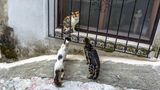 Die Stadt Kotor in Montenegro ist berühmt für ihre vielen Straßenkatzen. Untersuchungen zeigen, dass Gruppen verwildeter Katzen komplexe soziale Strukturen aufweisen, womit sie Löwenrudeln ähneln. Ein Phänomen, dem Losos in seinem Buch ein ganzes Kapitel widmet. Hauskatzen können sowohl Einzelgänger als auch Gruppentiere sein, was sie einzigartig im Tierreich macht.