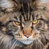 Eine Maine Coon. Die Rassekatzen-Zucht hat in den vergangenen Jahrzehnten sehr an Fahrt aufgenommen. Nicht immer sehen die gezüchteten Tiere noch so ursprünglich aus wie dieses. Losos gibt spannende und teils recht lustige Einblicke in die Welt der Züchter und Aussteller. Siamkatzen beispielsweise gelten als extrem geschwätzig und machen auf Ausstellungen den meisten Lärm.
