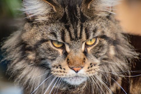 Eine Maine Coon. Die Rassekatzen-Zucht hat in den vergangenen Jahrzehnten sehr an Fahrt aufgenommen. Nicht immer sehen die gezüchteten Tiere noch so ursprünglich aus wie dieses. Losos gibt spannende und teils recht lustige Einblicke in die Welt der Züchter und Aussteller. Siamkatzen beispielsweise gelten als extrem geschwätzig und machen auf Ausstellungen den meisten Lärm.