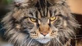 Eine Maine Coon. Die Rassekatzen-Zucht hat in den vergangenen Jahrzehnten sehr an Fahrt aufgenommen. Nicht immer sehen die gezüchteten Tiere noch so ursprünglich aus wie dieses. Losos gibt spannende und teils recht lustige Einblicke in die Welt der Züchter und Aussteller. Siamkatzen beispielsweise gelten als extrem geschwätzig und machen auf Ausstellungen den meisten Lärm.
