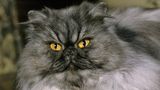 Eine Perserkatze mit flachem Gesicht und rauchfarbenem Fell