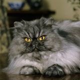 Eine Perserkatze mit flachem Gesicht und rauchfarbenem Fell