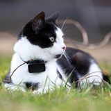 Eine Katze mit einem Cat Tracker. Mit solchen Geräten lässt sich herausfinden, wo Freigänger-Hauskatzen herumstreifen. Ein Forschungsprojekt ergab, dass Katzen ein durchschnittliches Streifgebiet von fünf Hektar haben. Meist entfernen sie sich jedoch nicht allzu weit von ihrem Zuhause.
