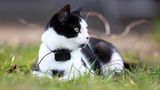 Eine Katze mit einem Cat Tracker. Mit solchen Geräten lässt sich herausfinden, wo Freigänger-Hauskatzen herumstreifen. Ein Forschungsprojekt ergab, dass Katzen ein durchschnittliches Streifgebiet von fünf Hektar haben. Meist entfernen sie sich jedoch nicht allzu weit von ihrem Zuhause.