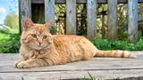 Garfield-Fans müssen jetzt stark sein: Es gibt zwar orangefarbene Katzen, wie dieses Bild beweist. Jedoch sind ihre Streifen niemals schwarz, wie bei der berühmten Comic-Figur. Die Farbe der Streifen ist einfach in einem etwas dunkleren Orange-Ton. Genetisch ist eine Kombination von rotem Fell und schwarzen Streifen nicht möglich.