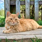 Garfield-Fans müssen jetzt stark sein: Es gibt zwar orangefarbene Katzen, wie dieses Bild beweist. Jedoch sind ihre Streifen niemals schwarz, wie bei der berühmten Comic-Figur. Die Farbe der Streifen ist einfach in einem etwas dunkleren Orange-Ton. Genetisch ist eine Kombination von rotem Fell und schwarzen Streifen nicht möglich.