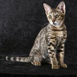 Eine junge Savannah-Katze. Diese Tiere sind das Ergebnis von Kreuzungen zwischen einer afrikanischen Wildkatzenart, dem Serval, und Hauskatzen. Da beide Arten evolutionsgeschichtlich weit auseinander liegen, sind die Kätzchen solcher Paarungen oft unfruchtbar – was das Züchten erschwert.