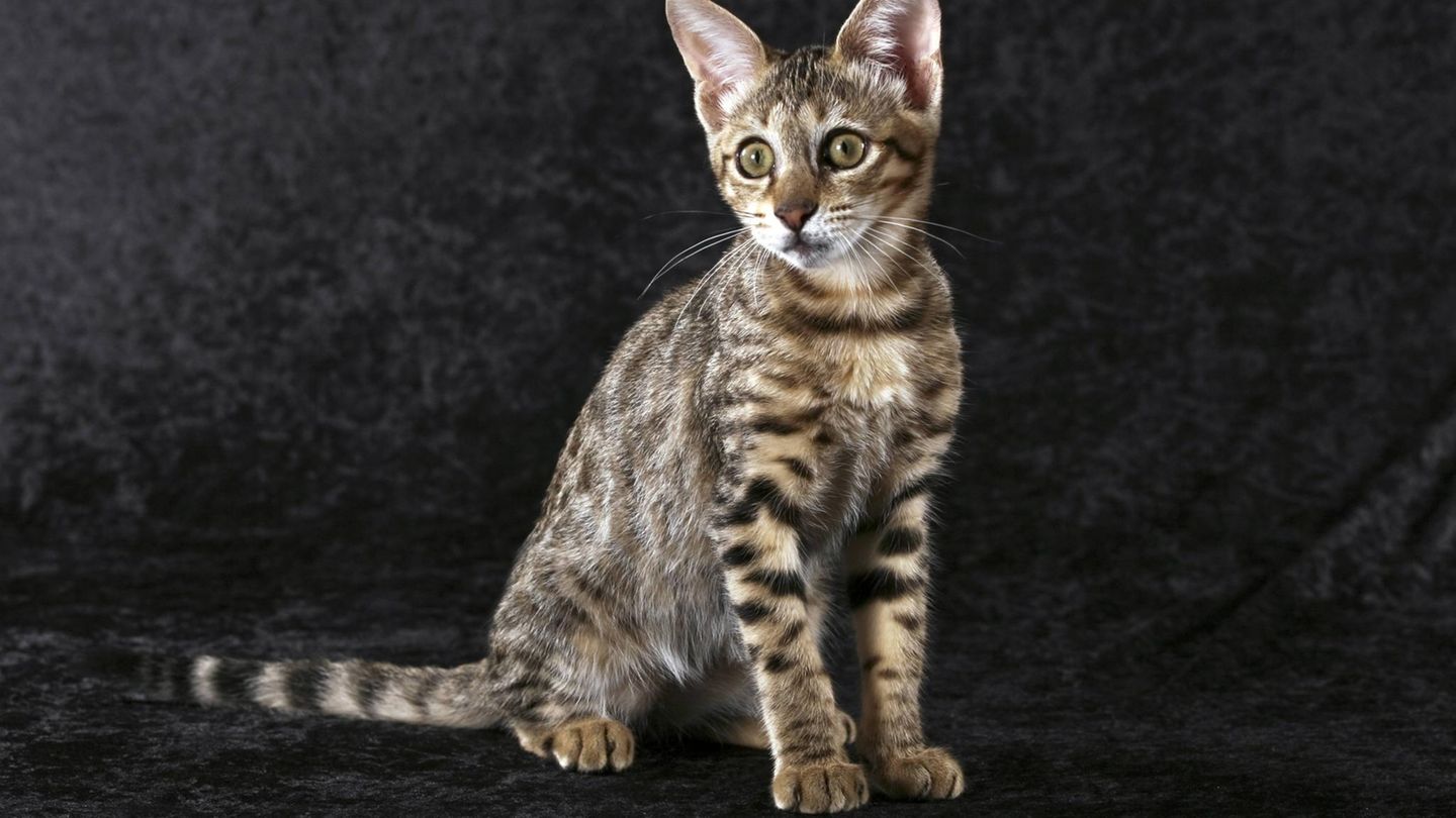 Eine junge Savannah-Katze. Diese Tiere sind das Ergebnis von Kreuzungen zwischen einer afrikanischen Wildkatzenart, dem Serval, und Hauskatzen. Da beide Arten evolutionsgeschichtlich weit auseinander liegen, sind die Kätzchen solcher Paarungen oft unfruchtbar – was das Züchten erschwert.