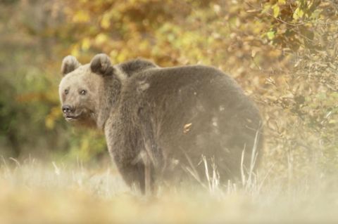 Angriffe und Sorge: Bärenproblem mitten in Europa: In Rumänien werden ganze Dörfer von den Raubtieren umzingelt