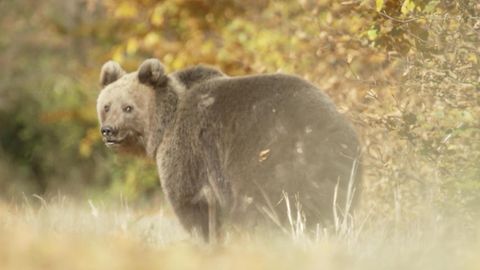 Spuren in Bayern: Nicht jeder Bär ist ein "Problembär": Das können wir von anderen Ländern lernen