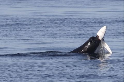 Seltenes Naturschauspiel: Seelöwe gegen Hai: Tierfotografin filmt Überlebenskampf