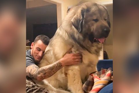 Kaum zu glauben: Dieser Hund ist sogar zu groß für das heimische Sofa