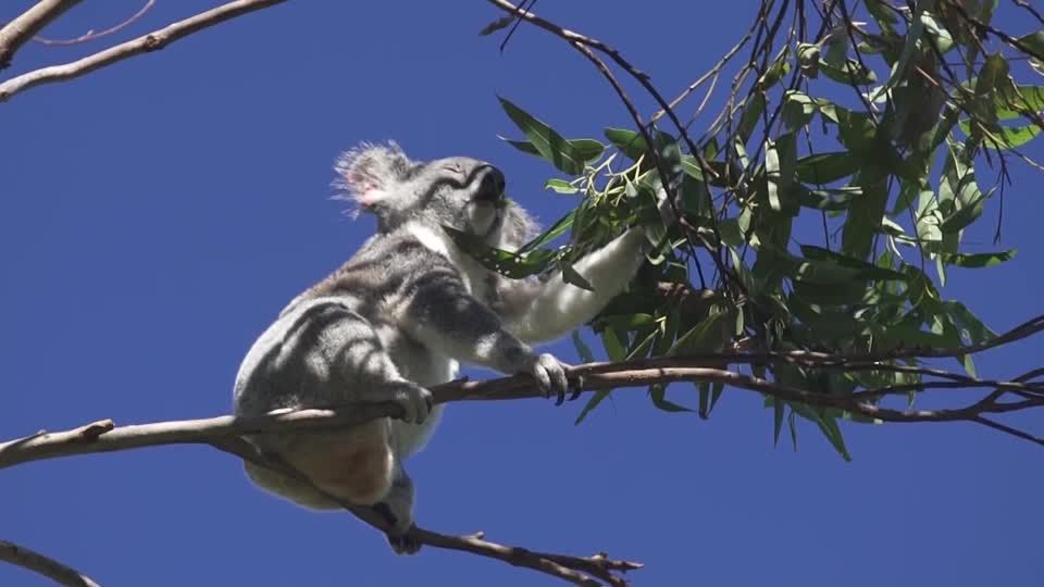 Video: Tierschutzorganisation pflanzt grüne Korridore für Koalas Video: Tierschutzorganisation pflanzt grüne Korridore für Koalas