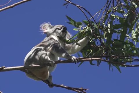 Video: Tierschutzorganisation pflanzt grüne Korridore für Koalas