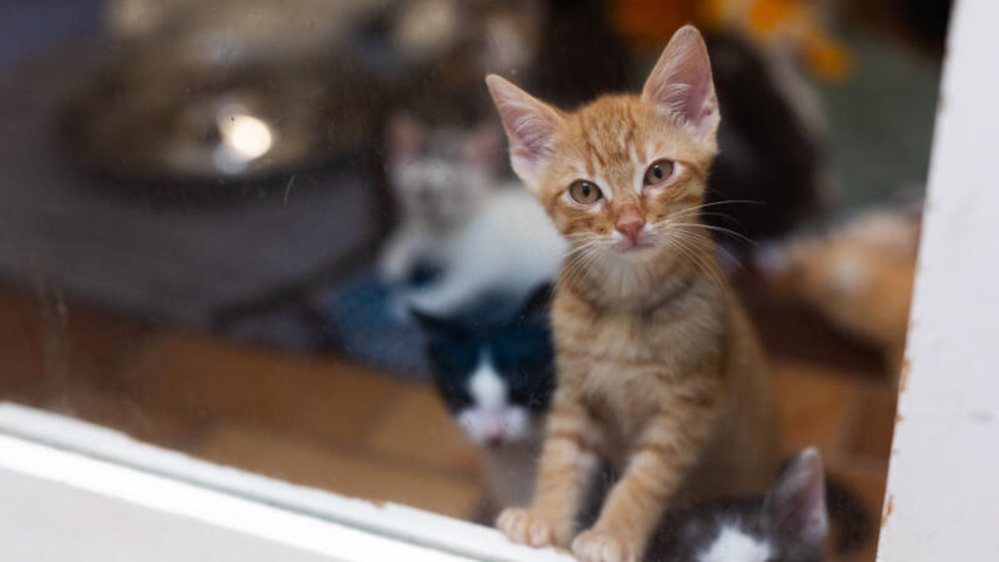 Katze, Hund und Co: Tiere sind keine Weihnachtsgeschenke
