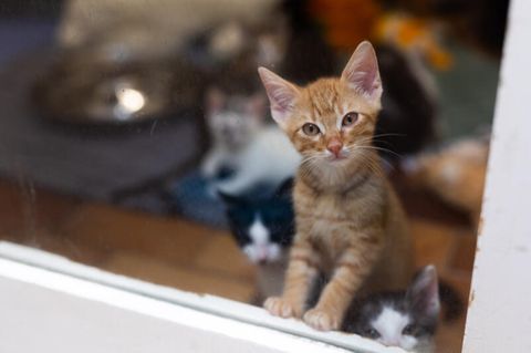 Katze, Hund und Co: Tiere sind keine Weihnachtsgeschenke