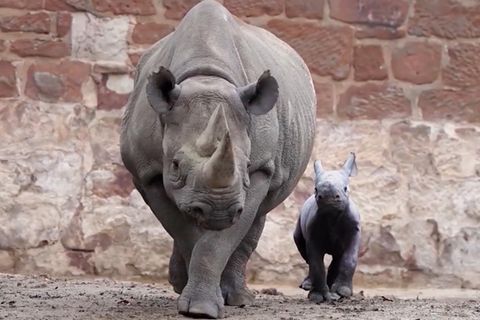 Tierpfleger filmen seltene Nashorn-Geburt in englischem Zoo