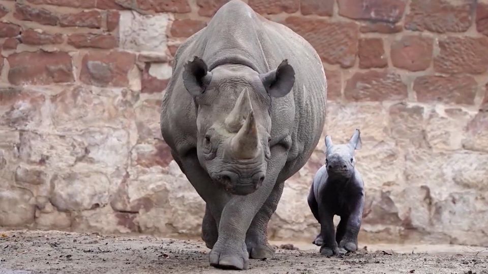 Tierpfleger filmen seltene Nashorn-Geburt in englischem Zoo