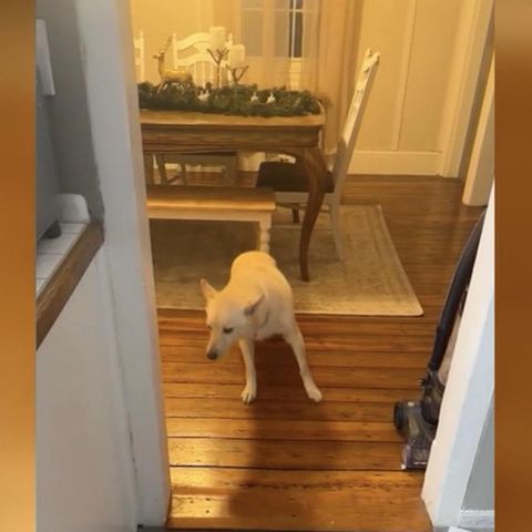 Virales Tiktok-Video: Hund plündert Cocktailbar seiner Besitzerin – so gefährlich ist Alkohol für Vierbeiner